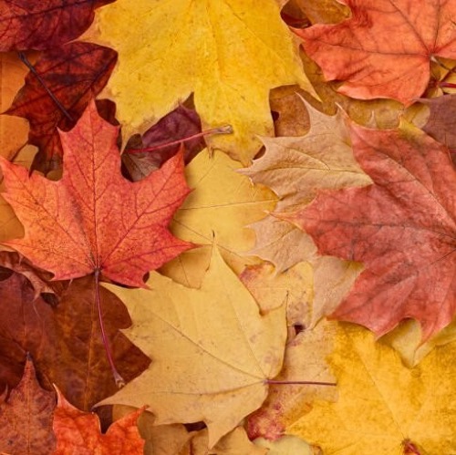 Unsere Kleingartenvereine müssen sich auch im Herbst nicht verstecken!